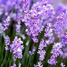 English Lavender
